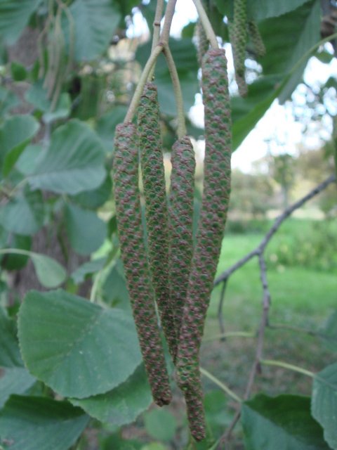 Alnus glutinosa fleur